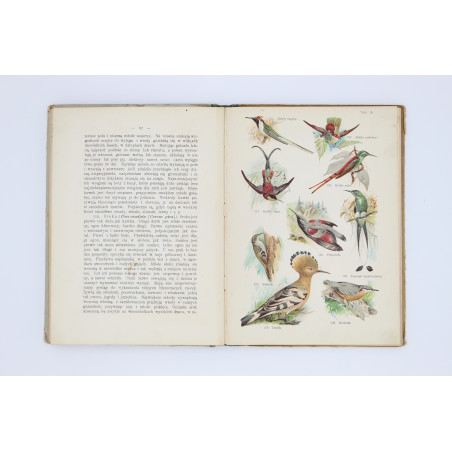 SCHLEYER A., Atlas ptaków. 30 tablic barwnych, Warszawa  1914