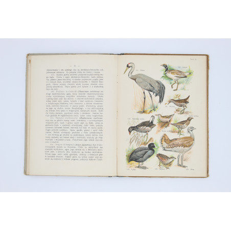 SCHLEYER A., Atlas ptaków. 30 tablic barwnych, Warszawa  1914