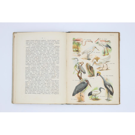 SCHLEYER A., Atlas ptaków. 30 tablic barwnych, Warszawa  1914