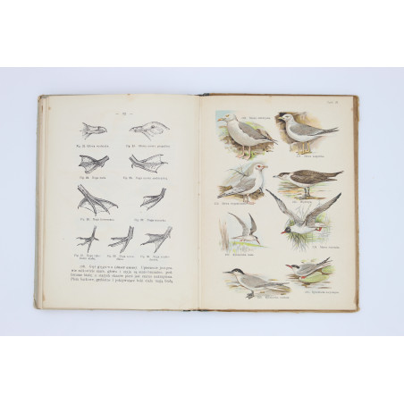 SCHLEYER A., Atlas ptaków. 30 tablic barwnych, Warszawa  1914