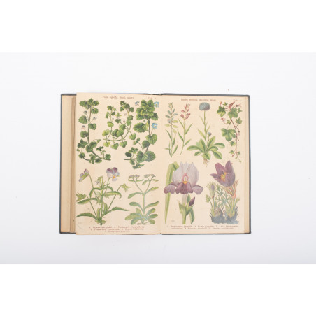 ARCT-GOLCZEWSKA M., Kwiaty wiosenne. 174 barwnych rycin na 40 rozciąganych tablic, Warszawa 