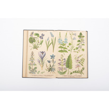 ARCT-GOLCZEWSKA M., Kwiaty wiosenne. 174 barwnych rycin na 40 rozciąganych tablic, Warszawa 