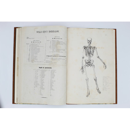 MEDICO J. del, Anatomia dla malarzów i rzeźbiarzów. Z włoskiego przeł. W. Gerson, Warszawa  1877