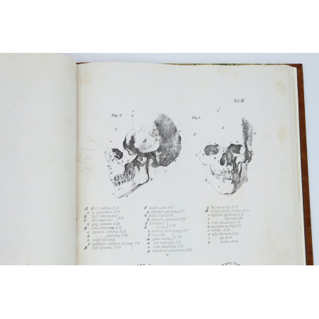 MEDICO J. del, Anatomia dla malarzów i rzeźbiarzów. Z włoskiego przeł. W. Gerson, Warszawa  1877