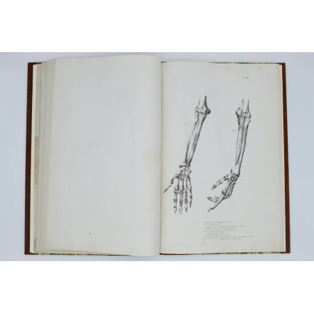 MEDICO J. del, Anatomia dla malarzów i rzeźbiarzów. Z włoskiego przeł. W. Gerson, Warszawa  1877