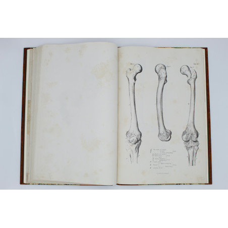 MEDICO J. del, Anatomia dla malarzów i rzeźbiarzów. Z włoskiego przeł. W. Gerson, Warszawa  1877