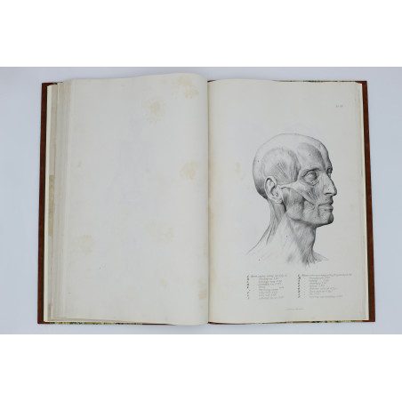MEDICO J. del, Anatomia dla malarzów i rzeźbiarzów. Z włoskiego przeł. W. Gerson, Warszawa  1877
