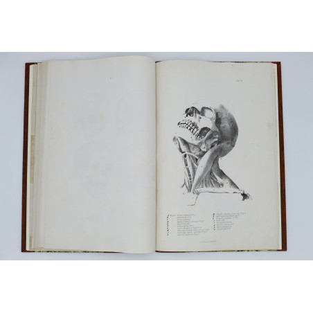MEDICO J. del, Anatomia dla malarzów i rzeźbiarzów. Z włoskiego przeł. W. Gerson, Warszawa  1877
