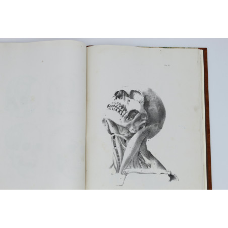 MEDICO J. del, Anatomia dla malarzów i rzeźbiarzów. Z włoskiego przeł. W. Gerson, Warszawa  1877