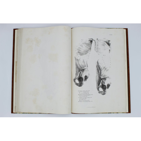 MEDICO J. del, Anatomia dla malarzów i rzeźbiarzów. Z włoskiego przeł. W. Gerson, Warszawa  1877