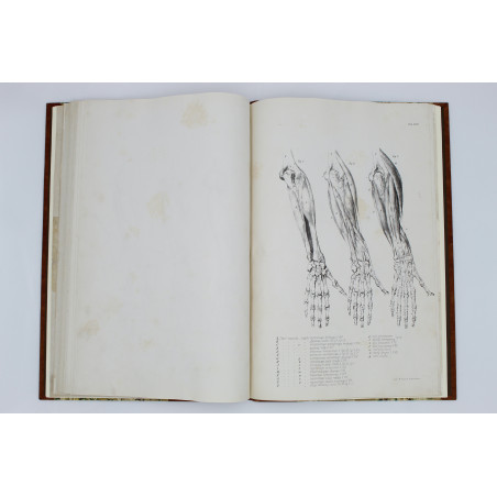 MEDICO J. del, Anatomia dla malarzów i rzeźbiarzów. Z włoskiego przeł. W. Gerson, Warszawa  1877