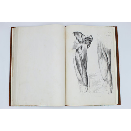 MEDICO J. del, Anatomia dla malarzów i rzeźbiarzów. Z włoskiego przeł. W. Gerson, Warszawa  1877