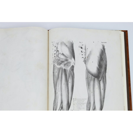 MEDICO J. del, Anatomia dla malarzów i rzeźbiarzów. Z włoskiego przeł. W. Gerson, Warszawa  1877