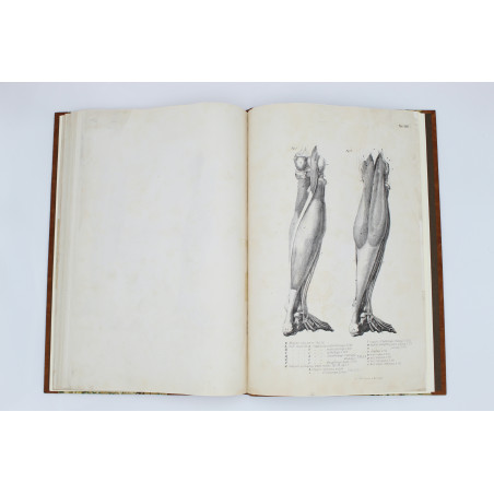 MEDICO J. del, Anatomia dla malarzów i rzeźbiarzów. Z włoskiego przeł. W. Gerson, Warszawa  1877