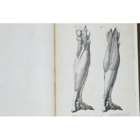 MEDICO J. del, Anatomia dla malarzów i rzeźbiarzów. Z włoskiego przeł. W. Gerson, Warszawa  1877
