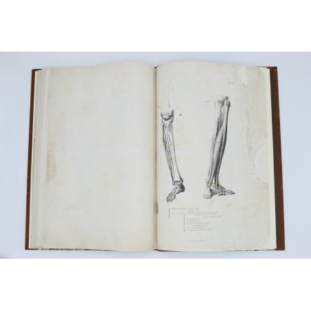 MEDICO J. del, Anatomia dla malarzów i rzeźbiarzów. Z włoskiego przeł. W. Gerson, Warszawa  1877