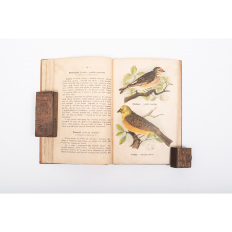 DYAKOWSKI B., Ptaki pożyteczne naszych lasów, pól i ogrodów, Warszawa  1915