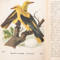 DYAKOWSKI B., Ptaki pożyteczne naszych lasów, pól i ogrodów, Warszawa  [1915]