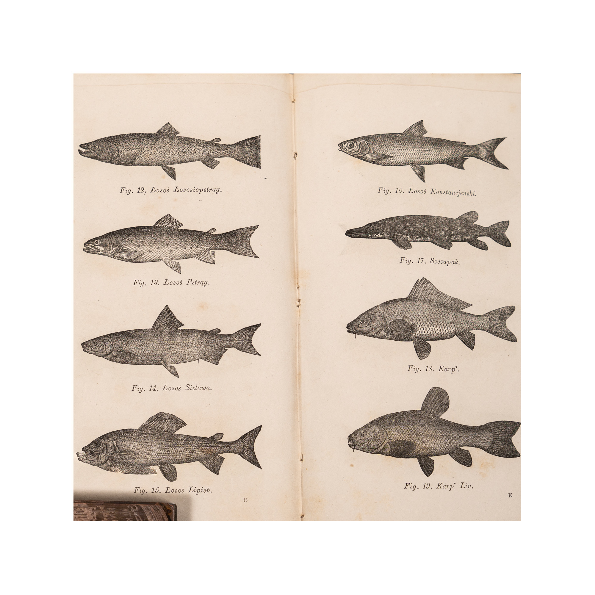 GAWARECKI Z., KOHN A., Polskie stawowe gospodarstwo. Opisanie porządku stawowego, Warszawa 1860