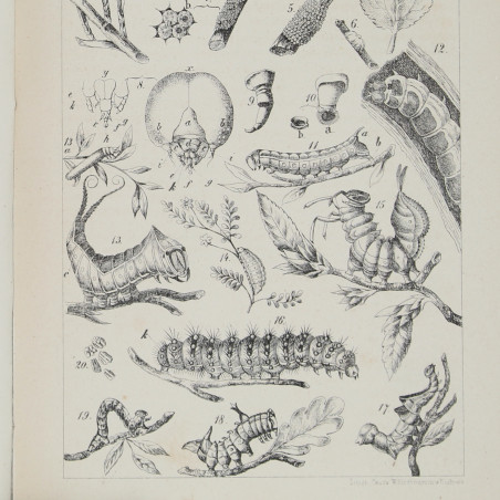 NOWICKI-SIŁA M., Motyle Galicyi, Lwów 1865