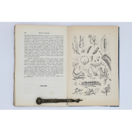 NOWICKI-SIŁA M., Motyle Galicyi, Lwów 1865