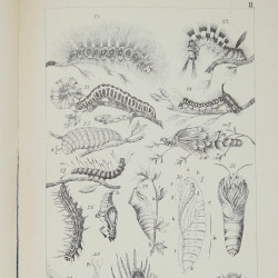 NOWICKI-SIŁA M., Motyle Galicyi, Lwów 1865