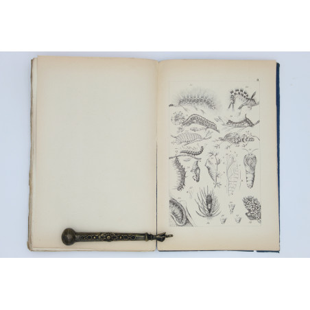 NOWICKI-SIŁA M., Motyle Galicyi, Lwów 1865