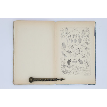 NOWICKI-SIŁA M., Motyle Galicyi, Lwów 1865