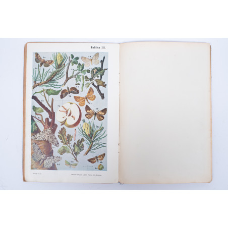 WYROBEK E., Ważniejsze owady krajowe i zagraniczne, tudzież łatwy klucz do ich oznaczania, Lwów 1910