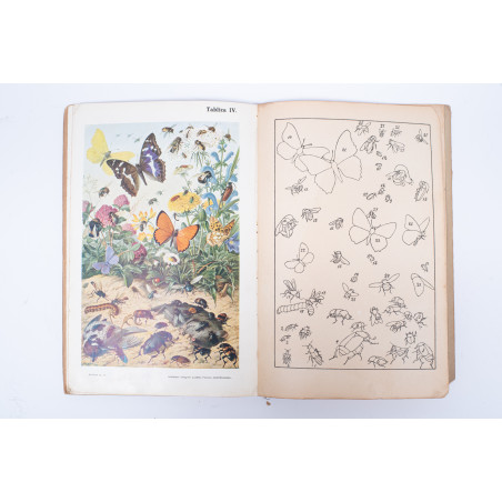 WYROBEK E., Ważniejsze owady krajowe i zagraniczne, tudzież łatwy klucz do ich oznaczania, Lwów 1910