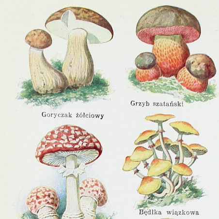 KOLOROWY ATLASIK grzybów i ziół leczniczych, [s.l.] [1910]