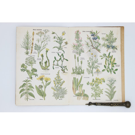 KOLOROWY ATLASIK grzybów i ziół leczniczych, [s.l.] [1910]