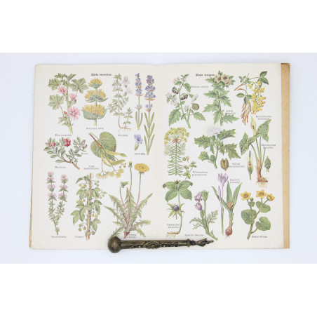 KOLOROWY ATLASIK grzybów i ziół leczniczych, [s.l.] [1910]