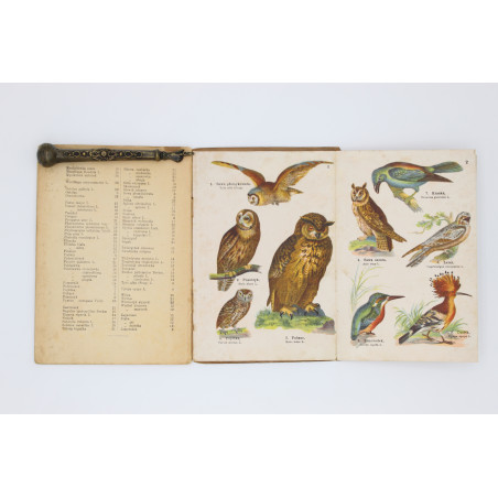 MAŁY ATLAS ptaków krajowych. Zeszyt I, Warszawa  1925