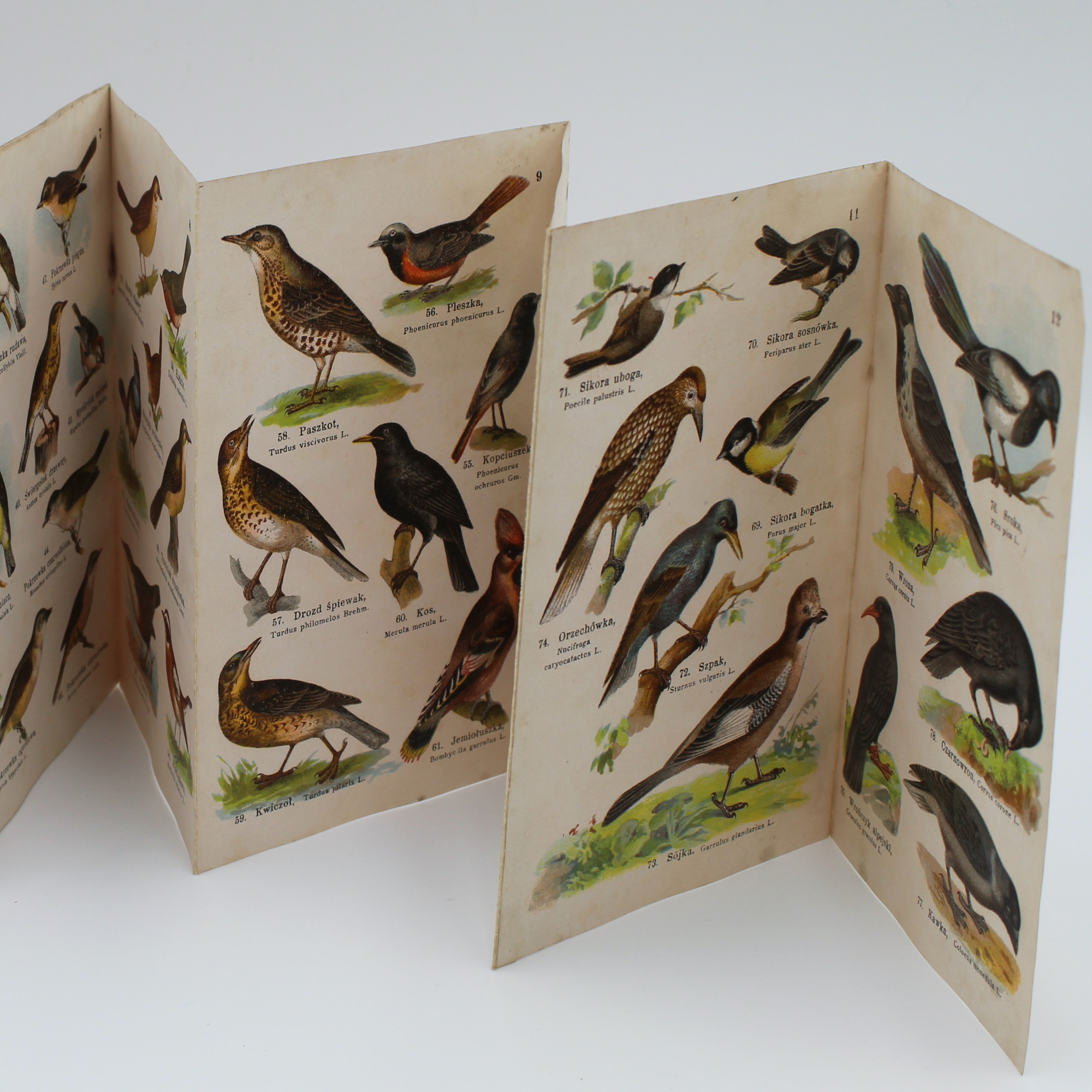 MAŁY ATLAS ptaków krajowych. Zeszyt I, Warszawa  1925