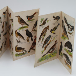 MAŁY ATLAS ptaków krajowych. Zeszyt I, Warszawa  1925