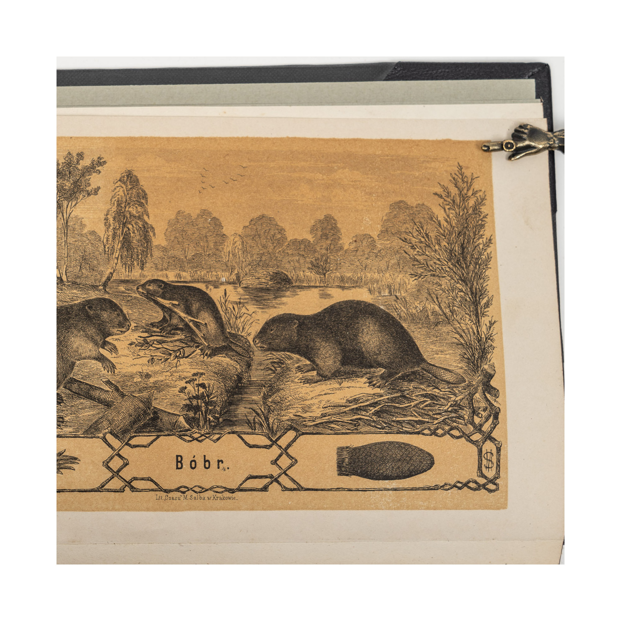 PRZYRODNIK. Sześciotygodnik popularny. Rok drugi, Lwów  1872