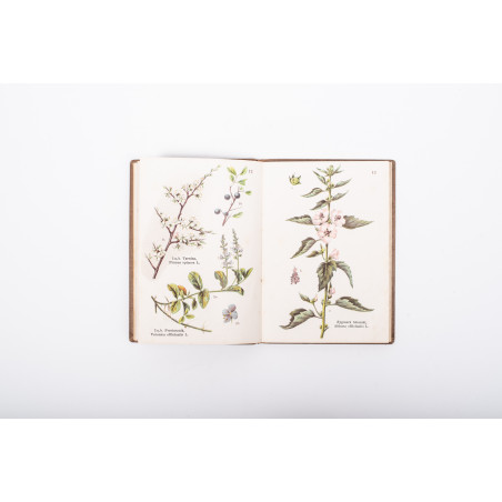 ATLAS ZIÓŁ LECZNICZYCH. 74 rysunki kolorowe na 46 tablicach, Warszawa [b.r.] 