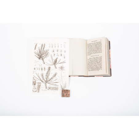 SZUBERT M., Monografia sosny pospolitey, "Rocznik Tow. Królew. Warszaw.". T. XIV, 1821