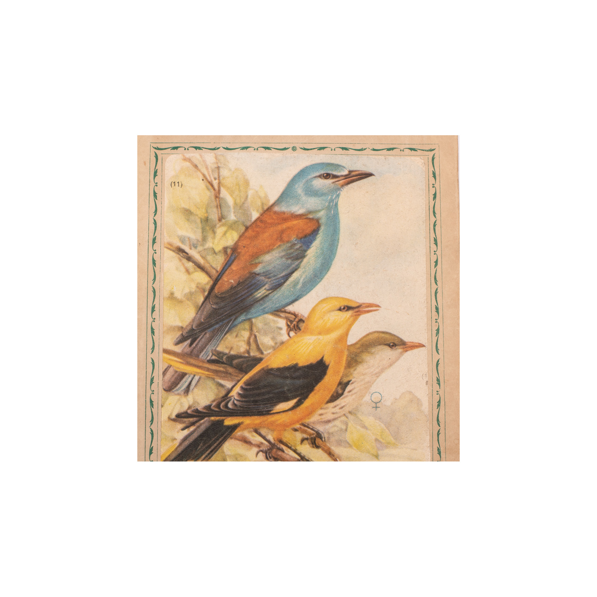 [SOKOŁOWSKI J.], Ptaki prawnie chronione, Warszawa  1964