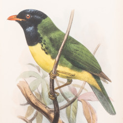 TACZANOWSKI W., Liste des Oiseaux recueillis au Nord du Perou par MM. Stolzmann et Jelski, 1879