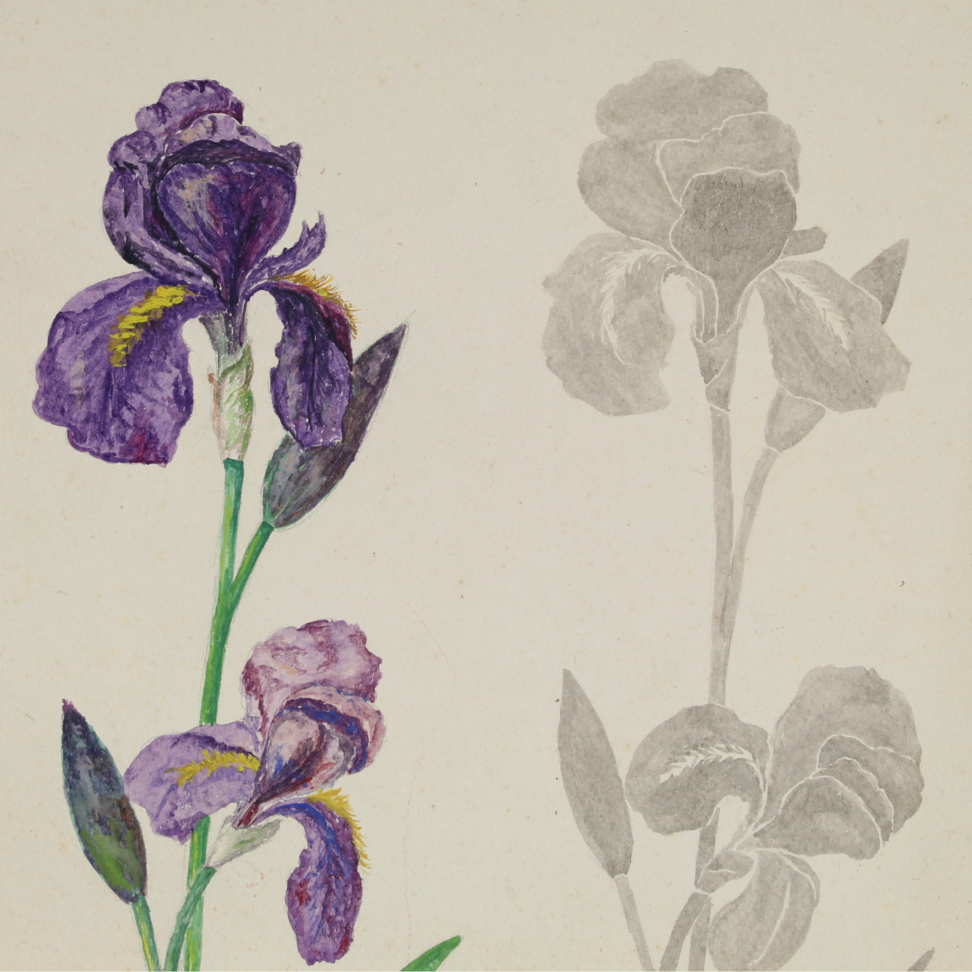 [IRYSY], studium z natury w barwnej akwareli na papierze, Bielitz [Bielsko] 1919