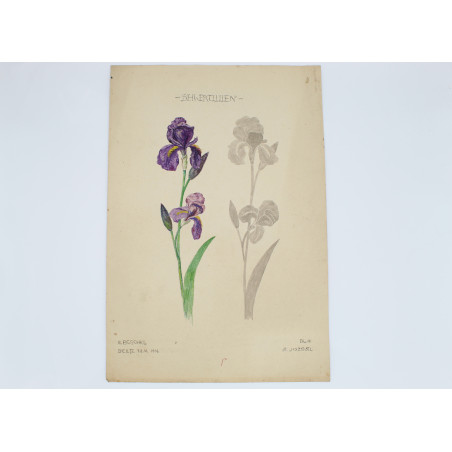 [IRYSY], studium z natury w barwnej akwareli na papierze, Bielitz [Bielsko] 1919