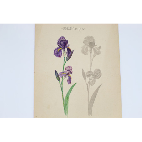 [IRYSY], studium z natury w barwnej akwareli na papierze, Bielitz [Bielsko] 1919