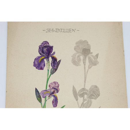 [IRYSY], studium z natury w barwnej akwareli na papierze, Bielitz [Bielsko] 1919