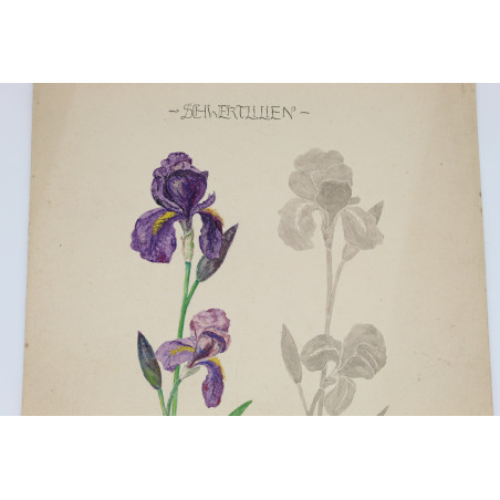 [IRYSY], studium z natury w barwnej akwareli na papierze, Bielitz [Bielsko] 1919