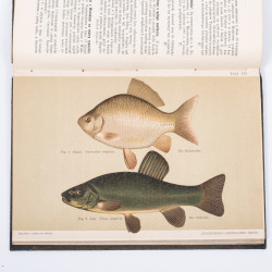 ROZWADOWSKI J., Nasze ryby: karpiowate, „Okólnik”. R. 1901