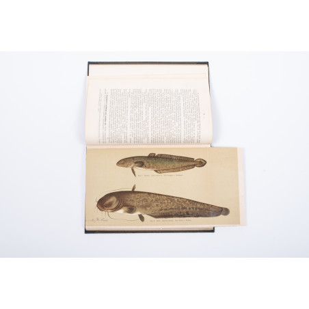 ROZWADOWSKI J., Nasze ryby: karpiowate, „Okólnik”. R. 1901