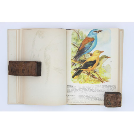 [SOKOŁOWSKI J.], Ptaki prawnie chronione, Warszawa 1964