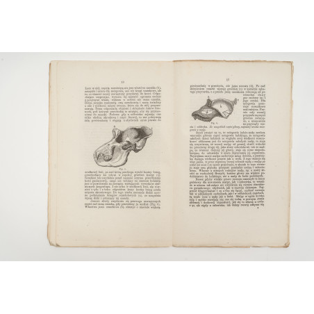 VIRCHOW Rudolf, Ludzka i małpia czaszka [evolution, anthropology, darwinism], Warszawa 1871